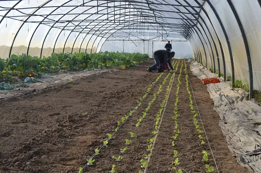 Bio Cultura à Roanne