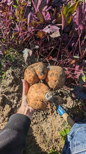 Jardins Ouvriers du Rivage à Roanne
