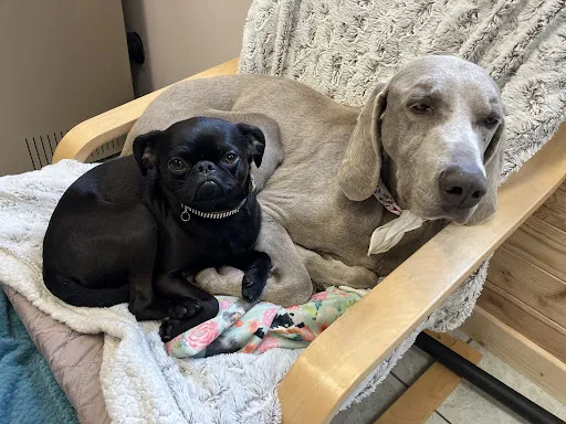 Mystic Dog center à Roanne