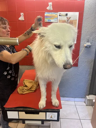 Toutou Propre à Roanne